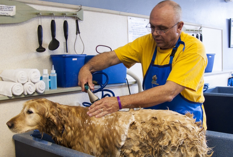 toiletteur-ST ZACHARIE-min_dog-bath-682169_1280